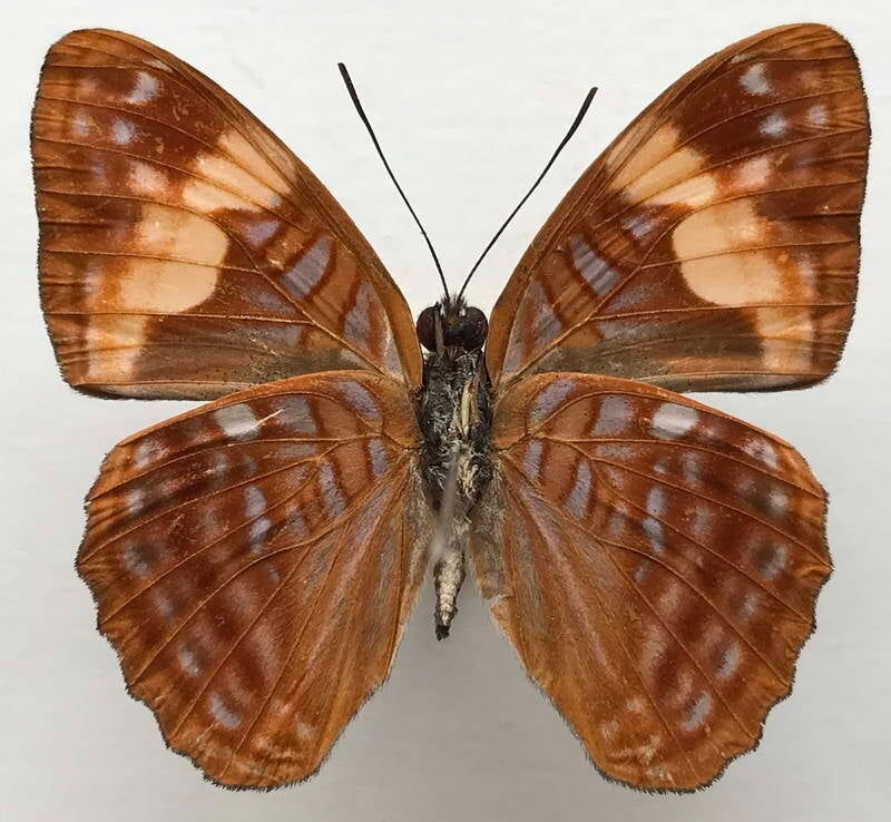 adelpha_irmina_tumida_m_per_v-standard.jpg