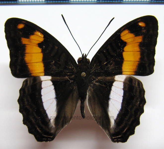 adelpha_jordani_m_eq-standard-nh4x7t.jpg