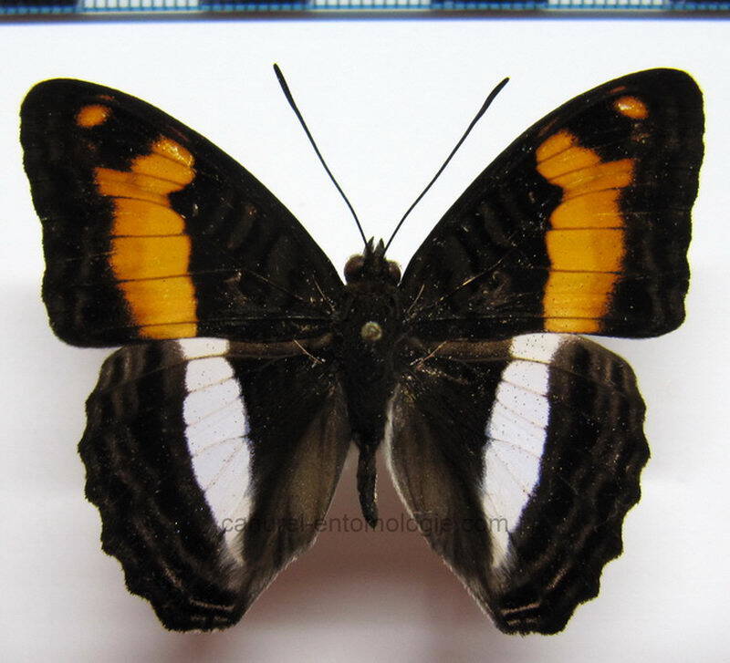 adelpha_jordani_m_eq-standard.jpg