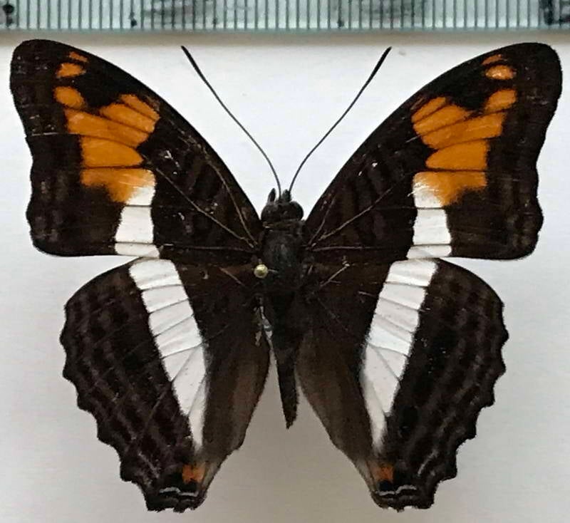 adelpha_juruana_m_eq-standard.jpg