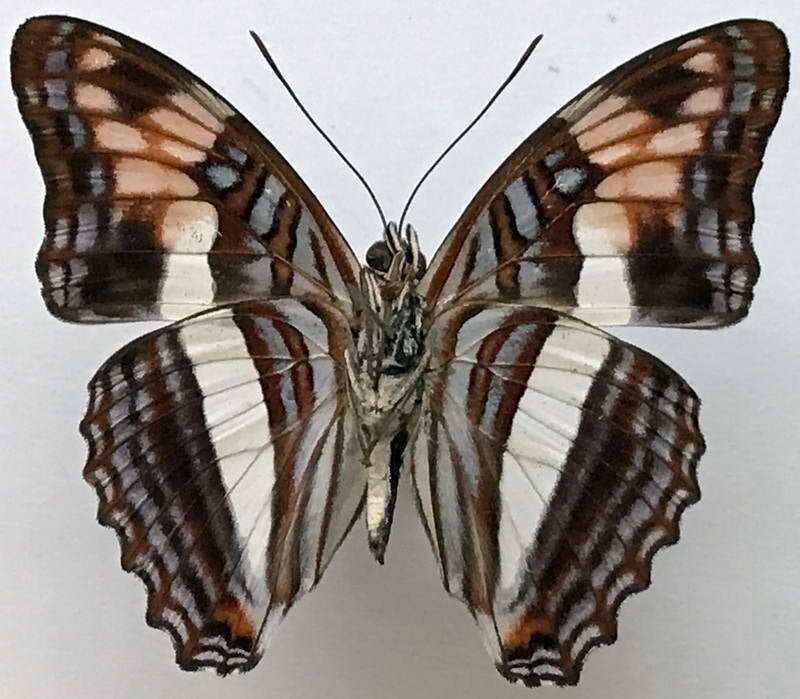 adelpha_juruana_m_eq_v-standard.jpg