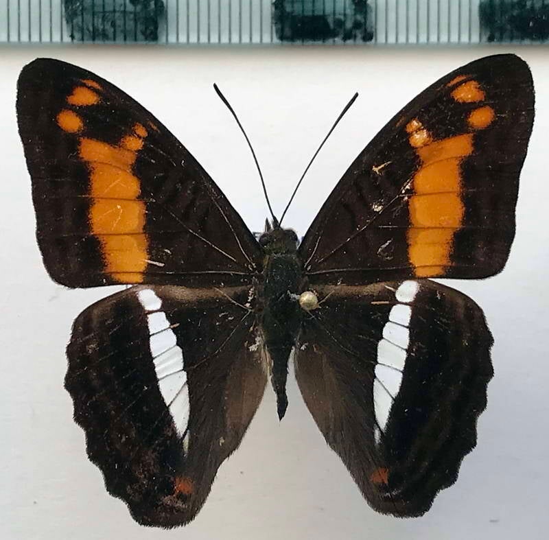 adelpha_justina_valentina_m_perou-standard.jpg
