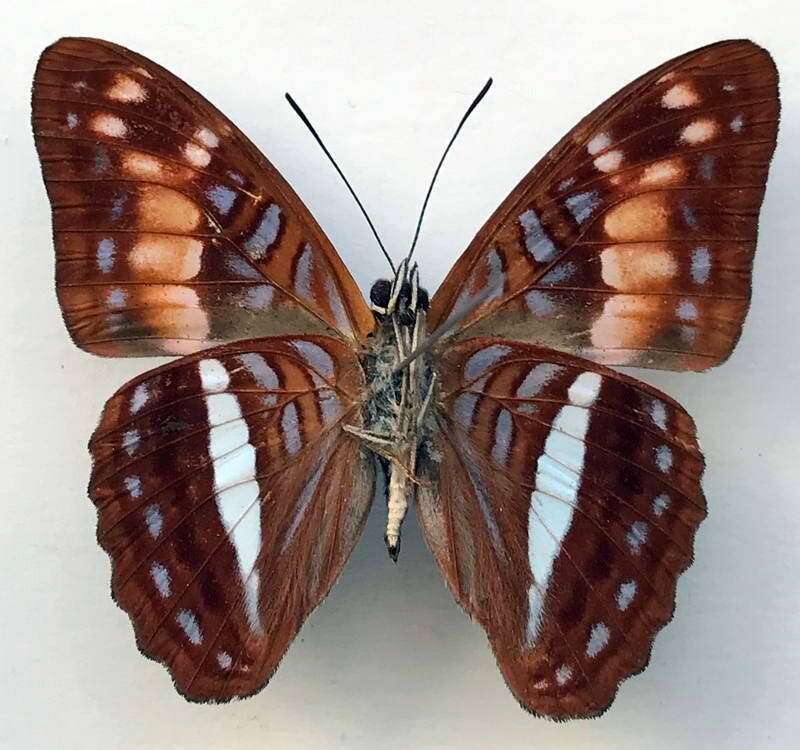 adelpha_justina_valentina_m_perou_v-standard.jpg