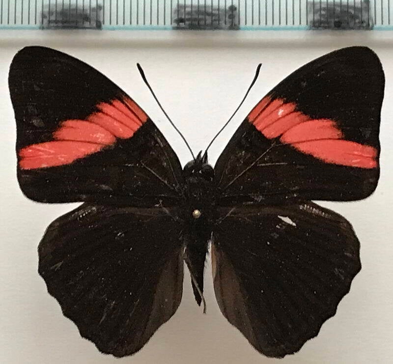 adelpha_lycorias_lara_m_eq-standard.jpg