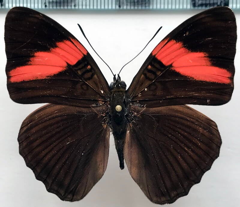 adelpha_lycorias_lara_m_per-standard.jpg