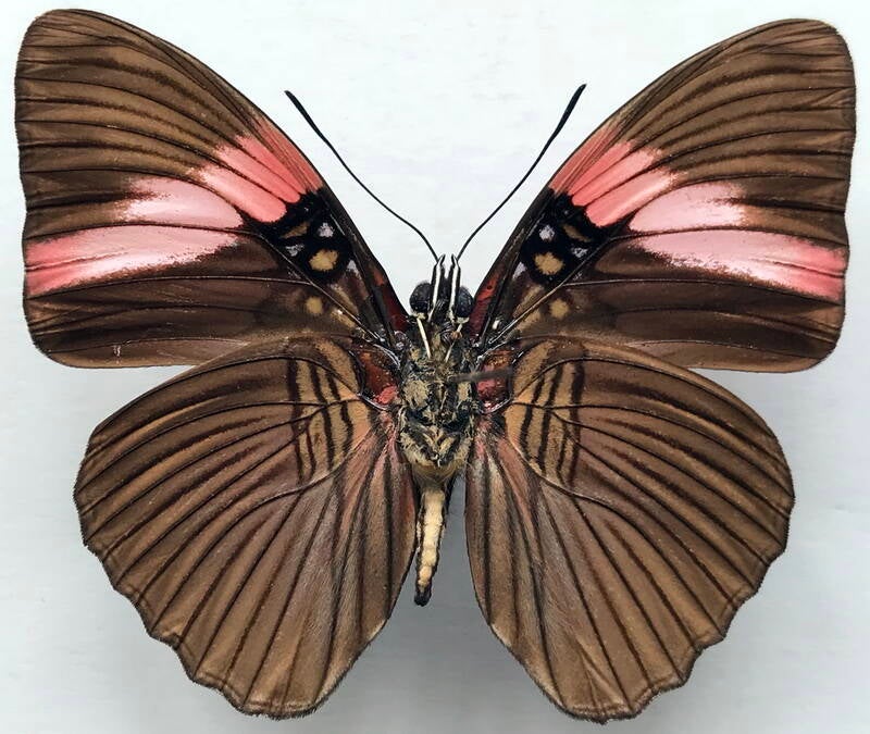 adelpha_lycorias_lara_m_per_v-standard.jpg
