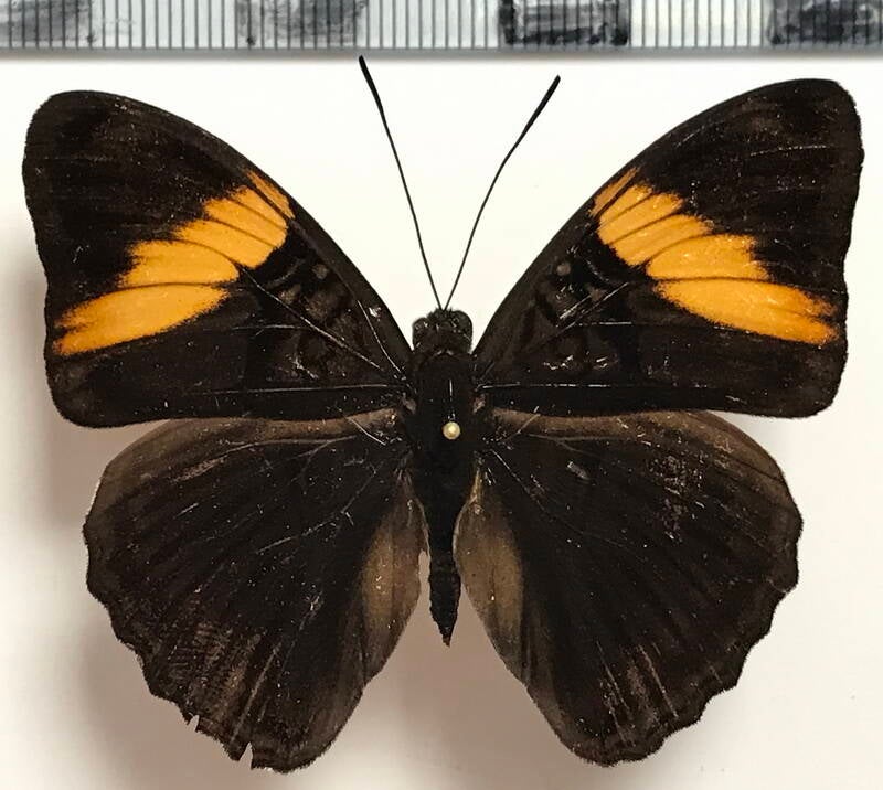 adelpha_lycorias_spruceana_m_eq-standard.jpg