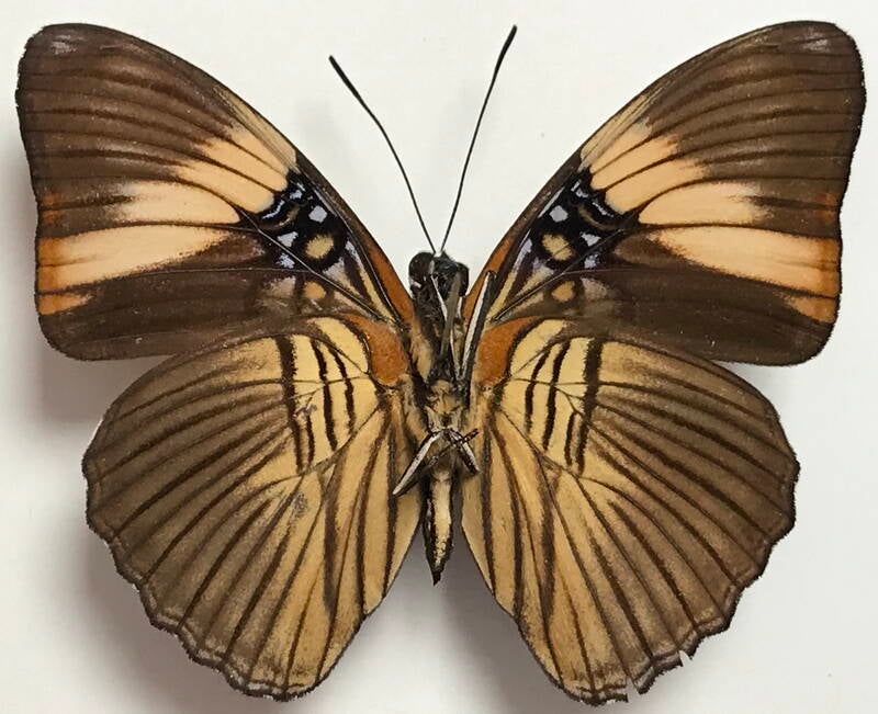 adelpha_lycorias_spruceana_m_eq_v-standard.jpg