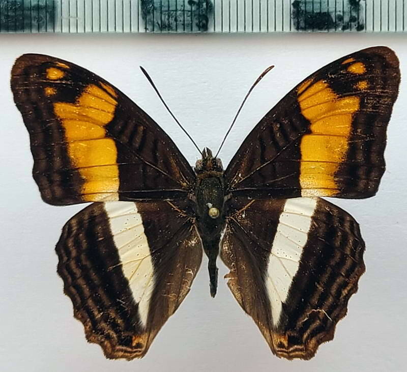 adelpha_maela_aethalia_m_eq-standard.jpg