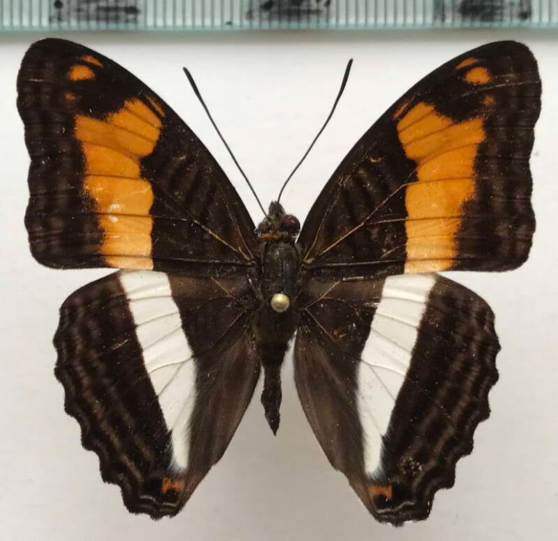 adelpha_malea_aethalia_m02_eq-standard.jpg