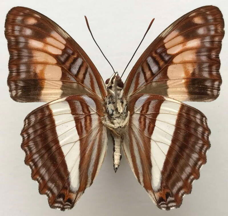 adelpha_malea_aethalia_m02_eq_v-standard.jpg