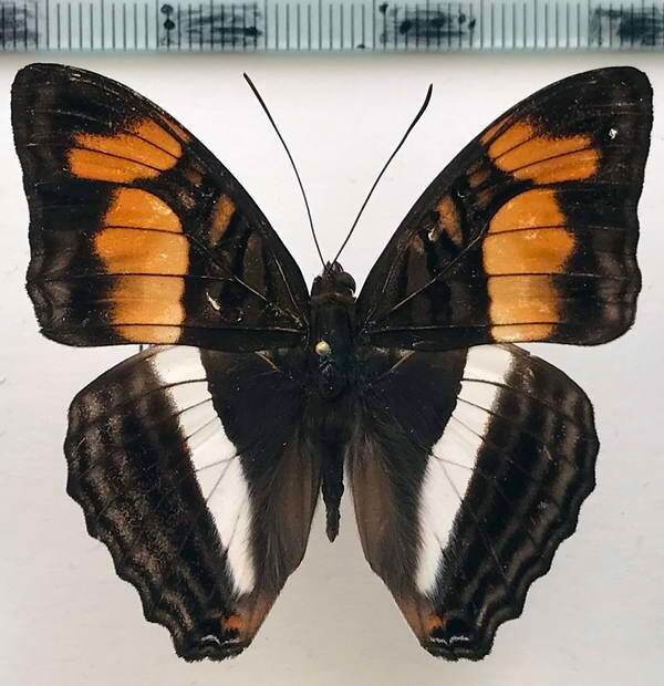 Adelpha melona  mâle A1-  Equateur