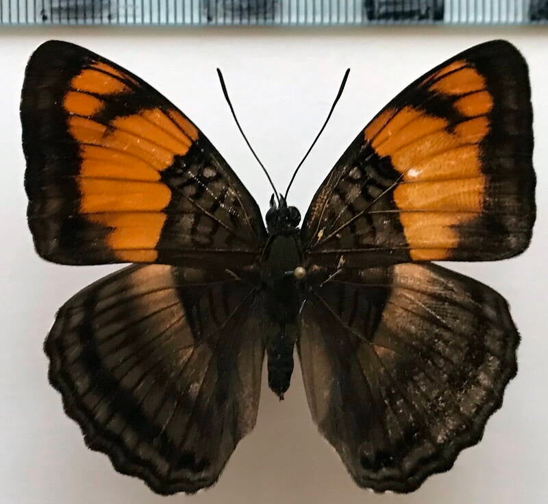 adelpha_mesentina_f_per-standard.jpg