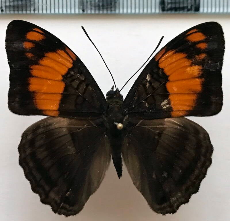 adelpha_mesentina_m_per-standard-x276z2.jpg