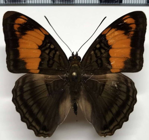 Adelpha messentina mâle A1-  Equateur