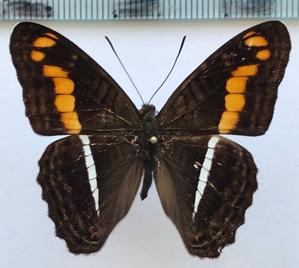 Adelpha olynthia mâle A1-  Equateur