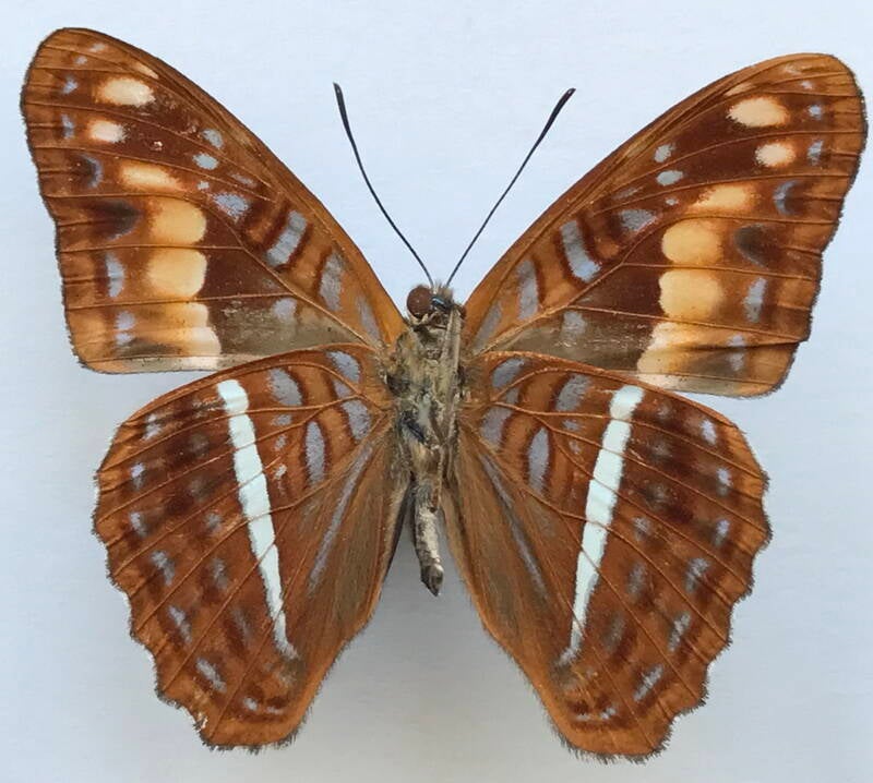 adelpha_olynthia_m_eq_v-standard.jpg