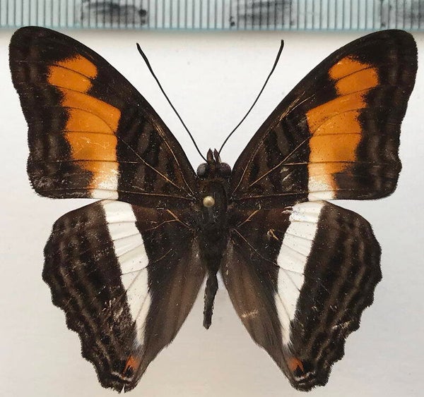 Adelpha plesaure phliassa mâle A1-  Equateur