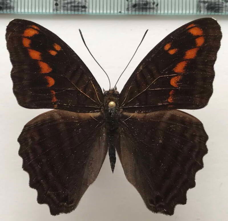 adelpha_rothschildi_m_eq-standard.jpg