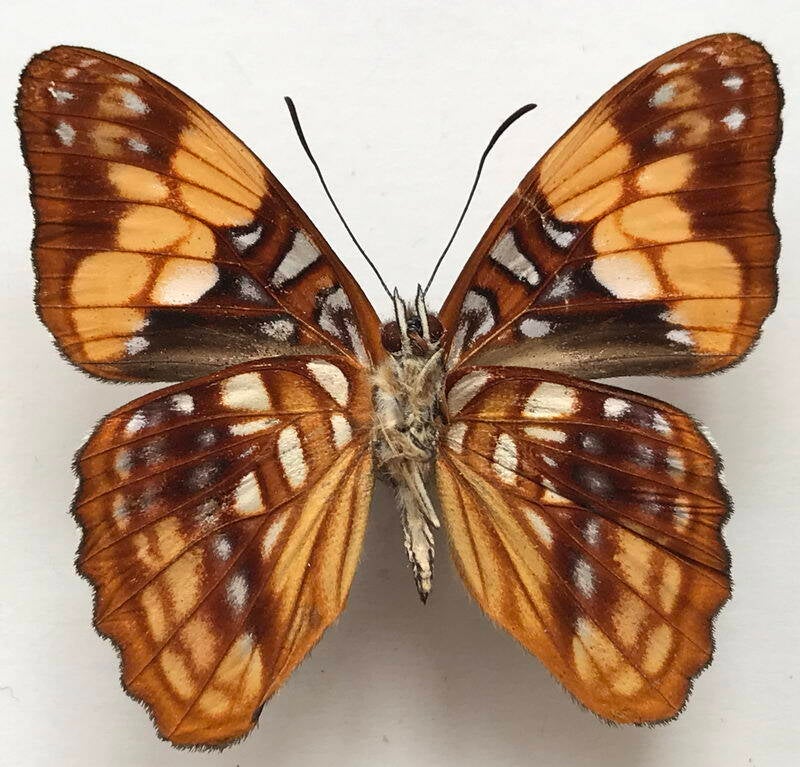 adelpha_saundersii_frontina_m_eq_v-standard.jpg