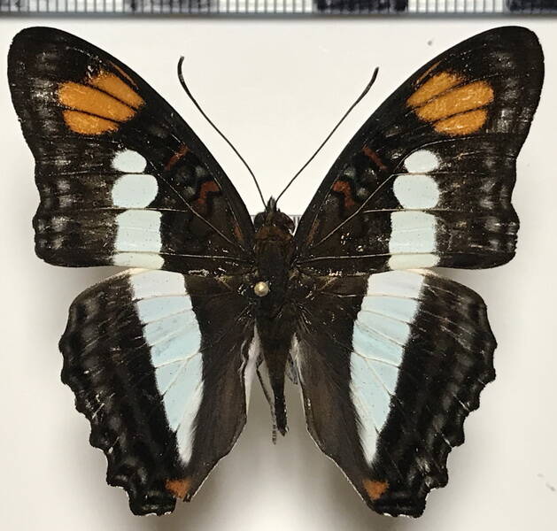 adelpha_serpa_duiliae_m_eq-standard.jpg