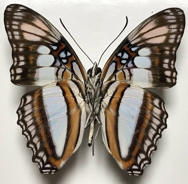 adelpha_serpa_duiliae_m_eq_v-standard.jpg