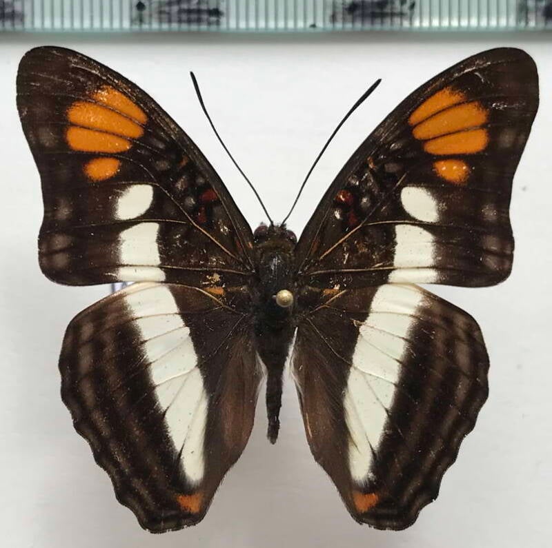 adelpha_serpa_ssp_m_eq-standard.jpg