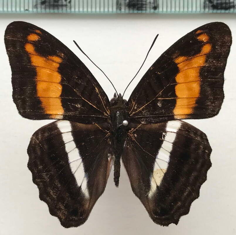 Adelpha sichaeus mâle A1-  Equateur