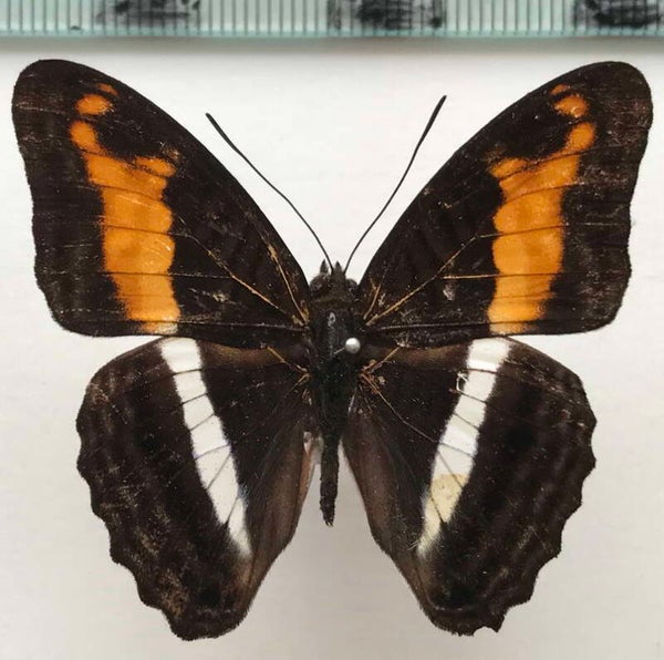 Adelpha sichaeus mâle A1-  Equateur