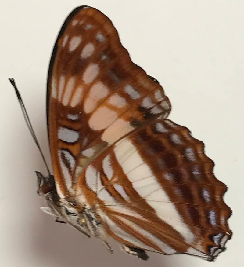 adelpha_sichaeus_m02_eq_v-standard-vtcjp3.jpg