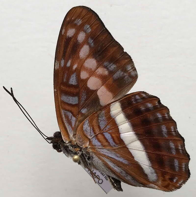 adelpha_sichaeus_m03_eq_v-standard.jpg