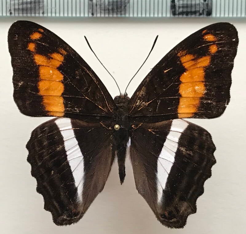 adelpha_sichaeus_m_eq-standard.jpg