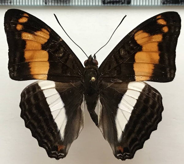 Adelpha thesprotia mâle A1-  Equateur