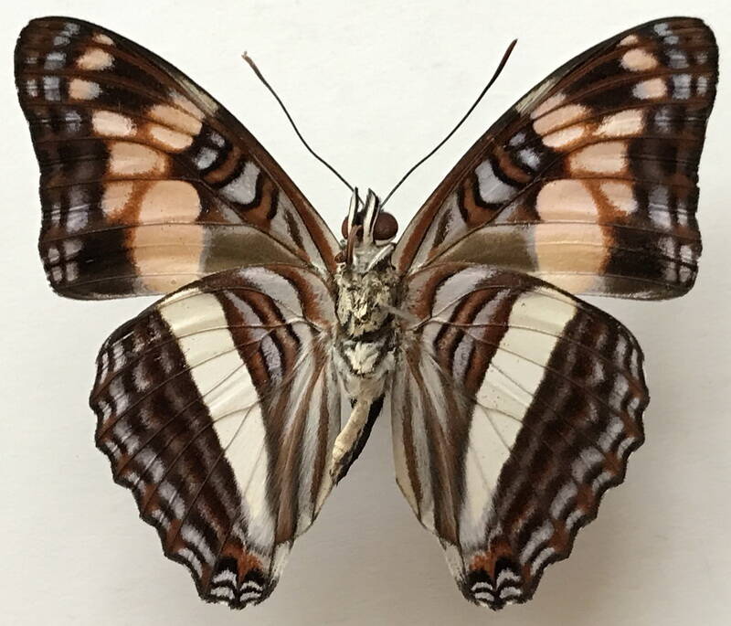 adelpha_thesprotia_m_eq_v-standard.jpg