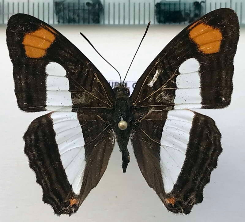 adelpha_thessalia_m02_perou-standard.jpg
