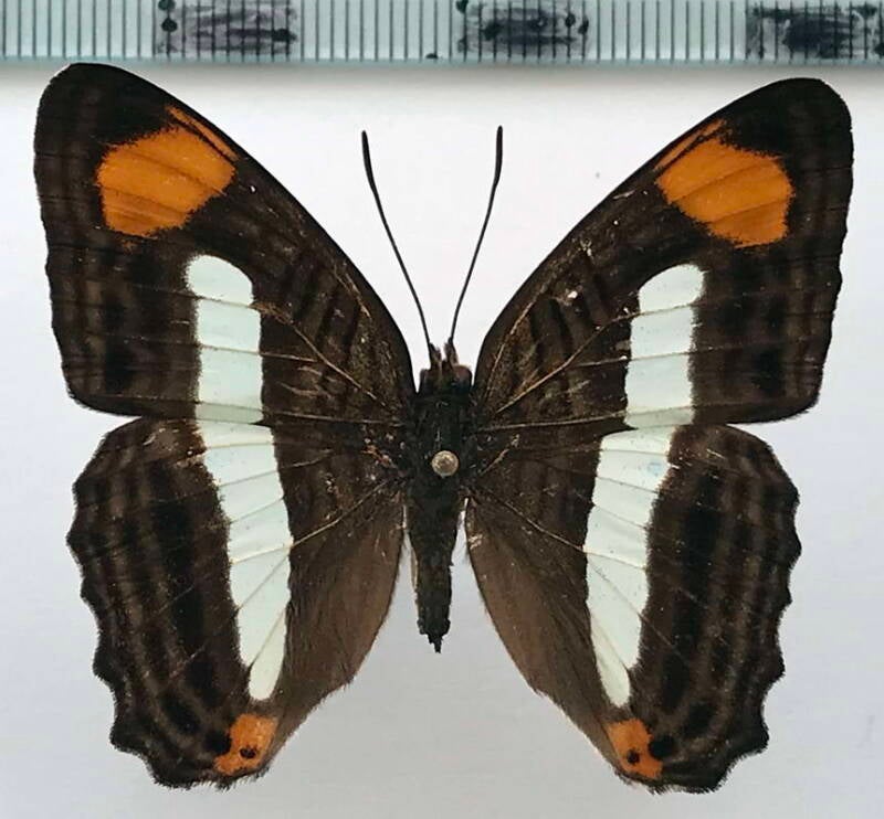 adelpha_thessalia_m_br-standard.jpg