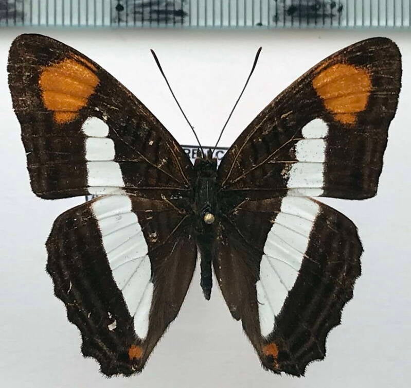 adelpha_thessalia_m_eq-standard.jpg