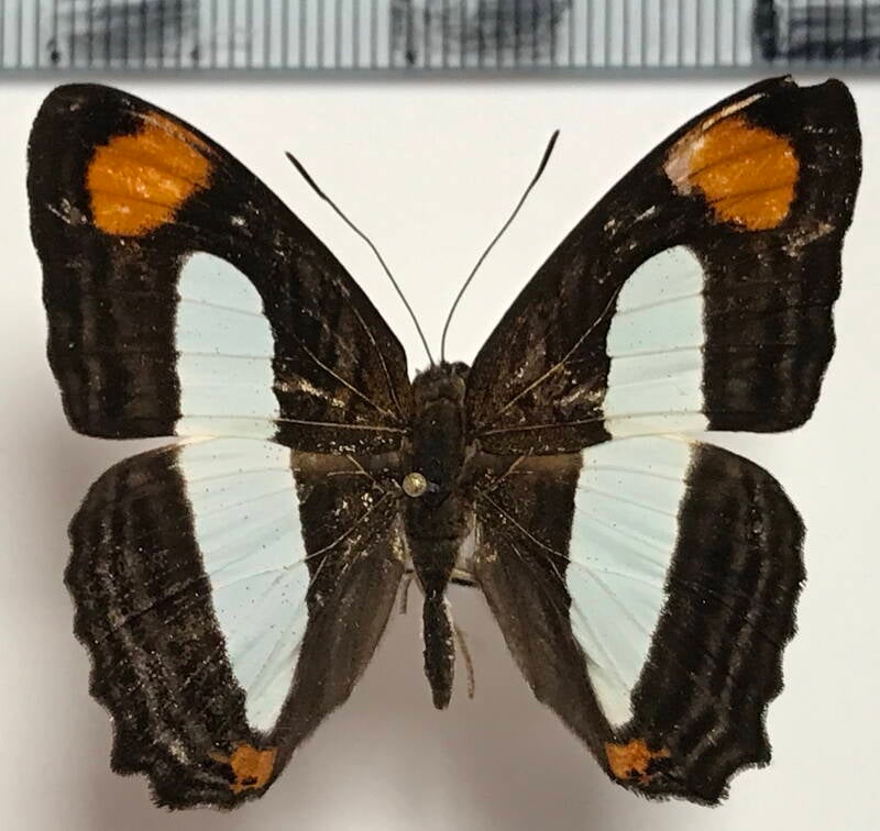 adelpha_thoasa_manilia_m02_eq-standard.jpg