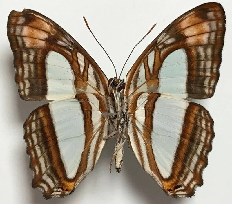 adelpha_thoasa_manilia_m02_eq_v-standard.jpg