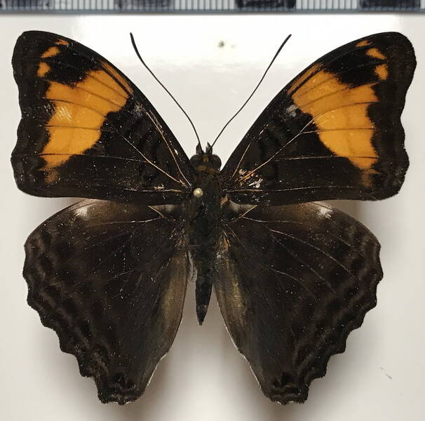 adelpha_ximena_m_eq-standard.jpg