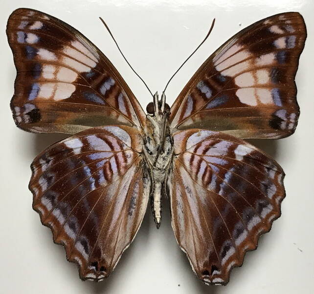 adelpha_ximena_m_eq_v-standard.jpg
