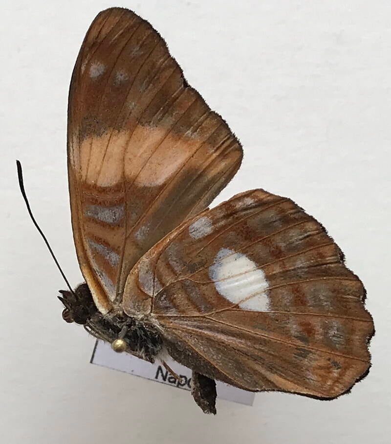 adelpha_zina_zina_m_eq_v-standard.jpg