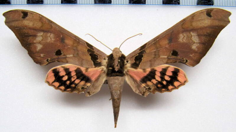 adhemarius_fulvescens_mex-standard.jpg