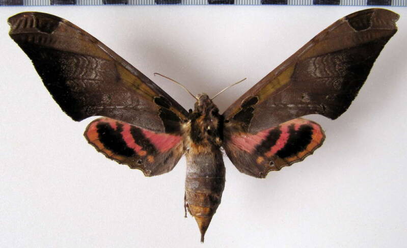 adhemarius_ypsilon_f_mex-standard.jpg