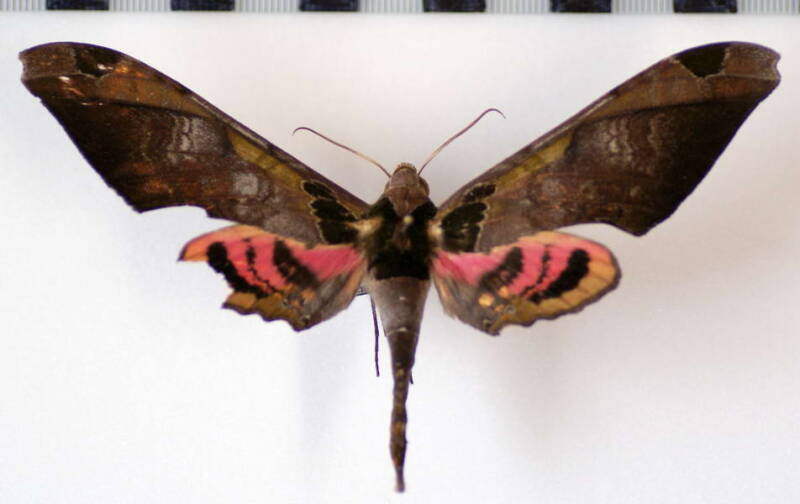 adhemarius_ypsilon_m_eq-standard.jpg