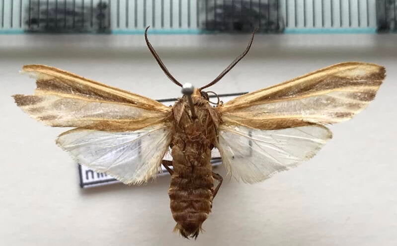 aemilia_mincosa_m02_bol-standard.jpg