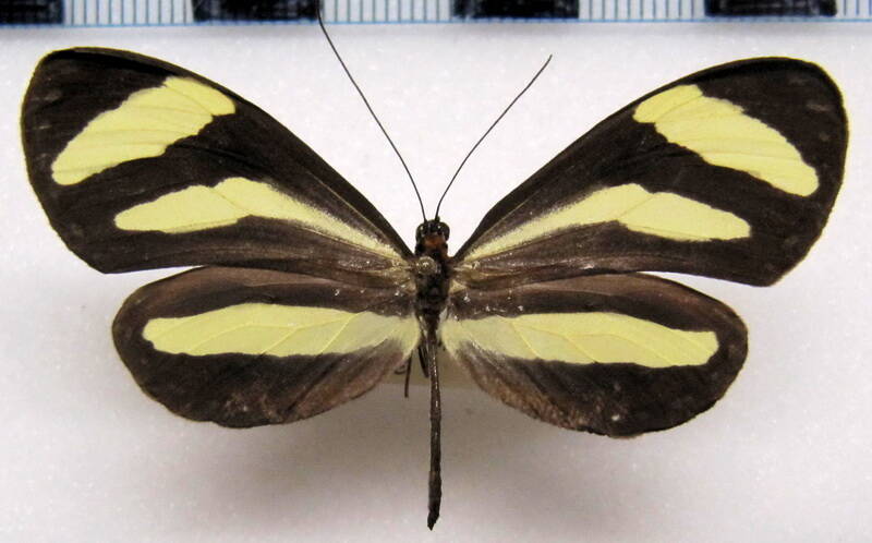 aeria_eurimedia_pacifica_f_mex-standard.jpg