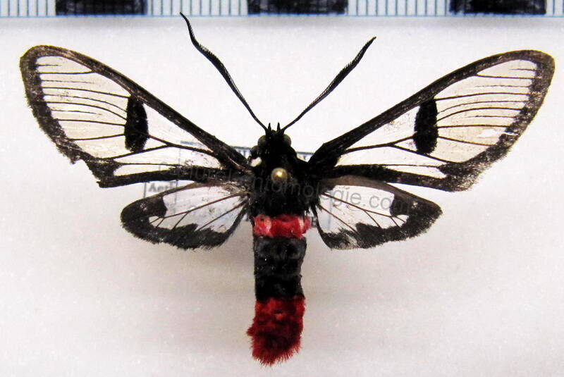 aethria_haemorrhoidalis_gf-standard.jpg