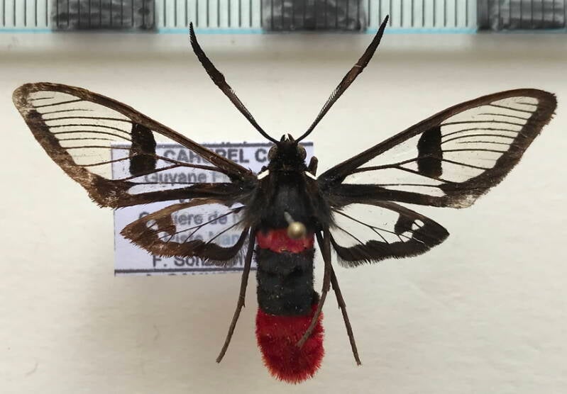 aethria_haemorrhoidalis_m02_gf-standard.jpg
