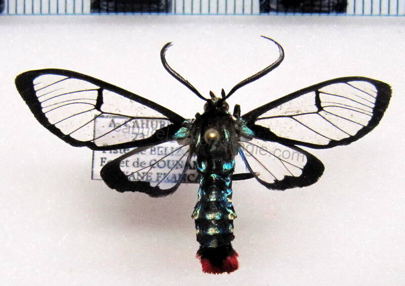 aethria_leucaspis_gf01-standard.jpg